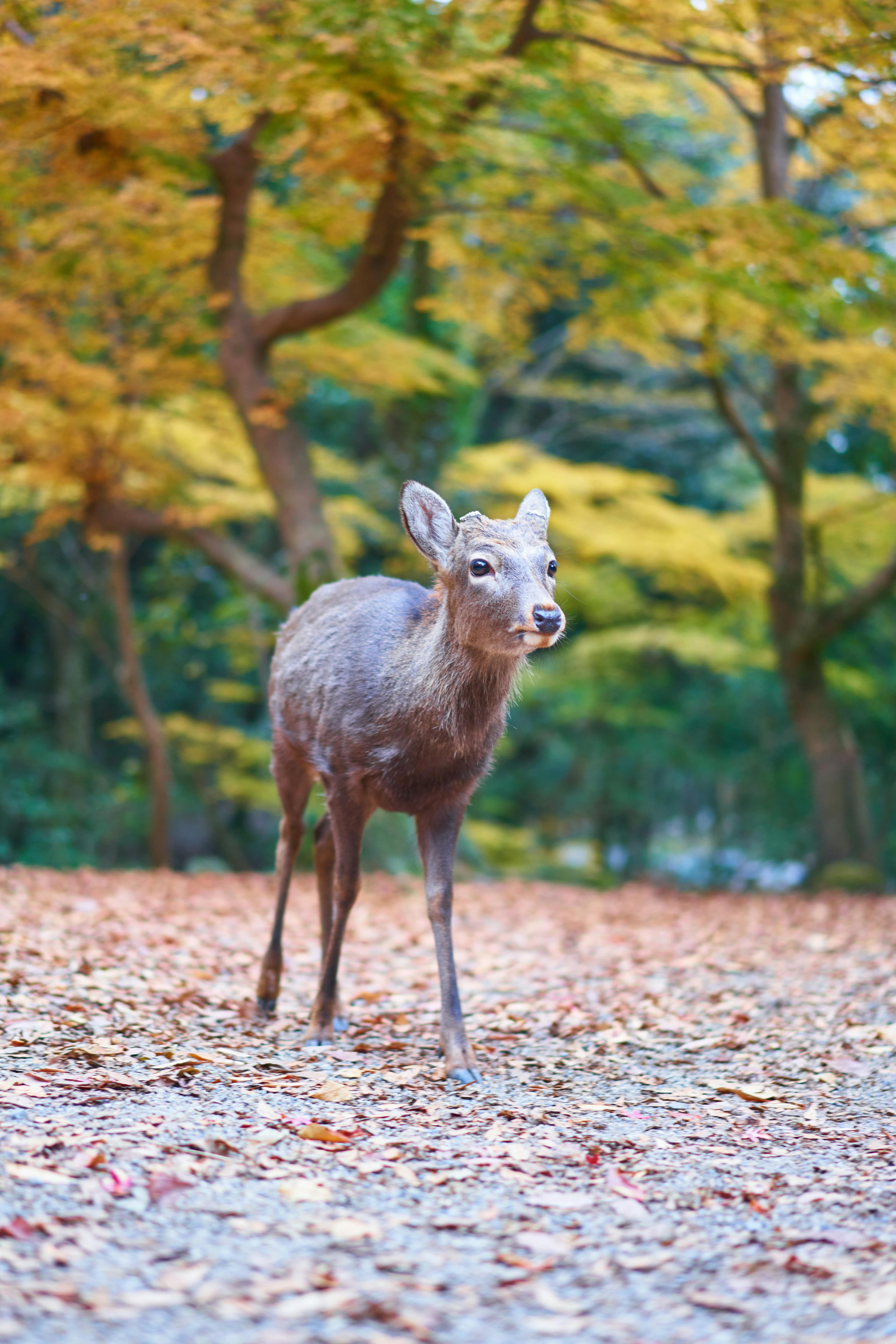 Deer in the parkland of Nara