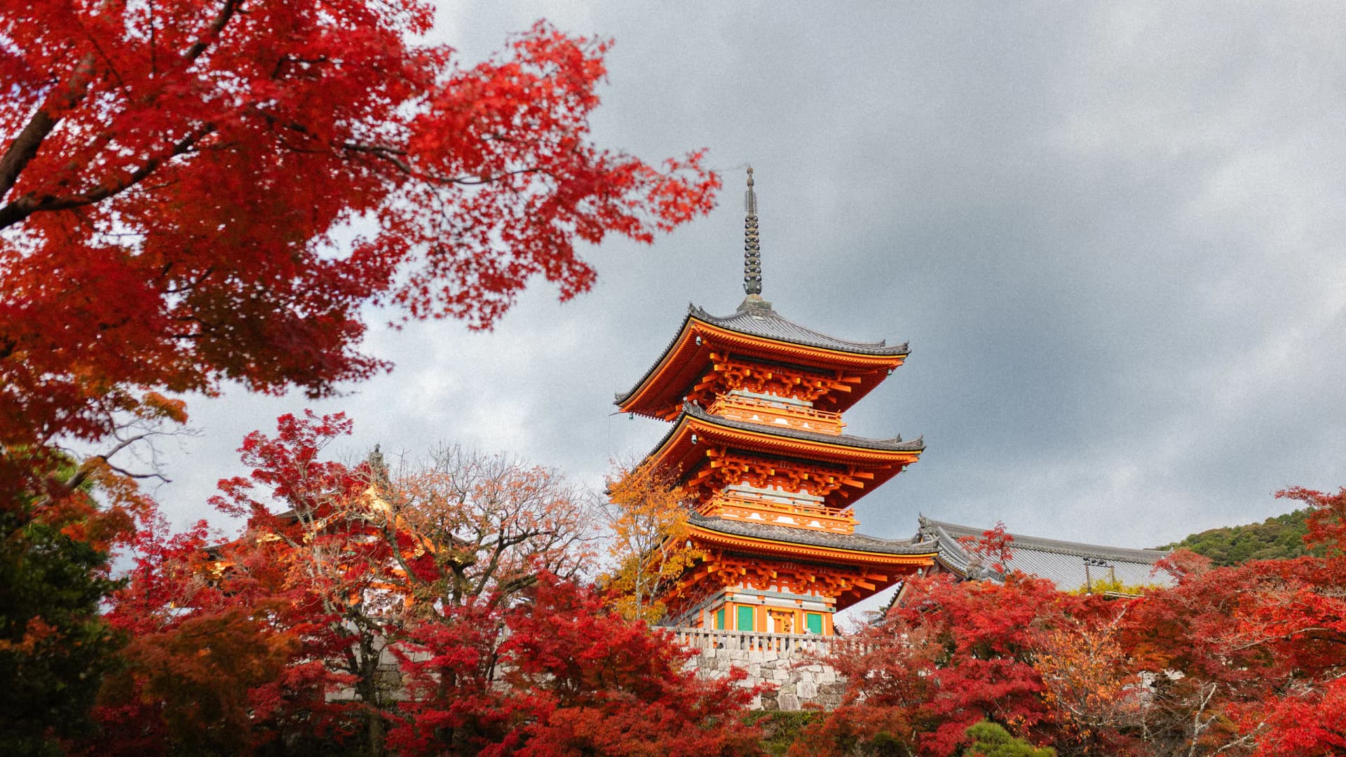 A red-leafed maple frames a traditional pagoda in Kyoto