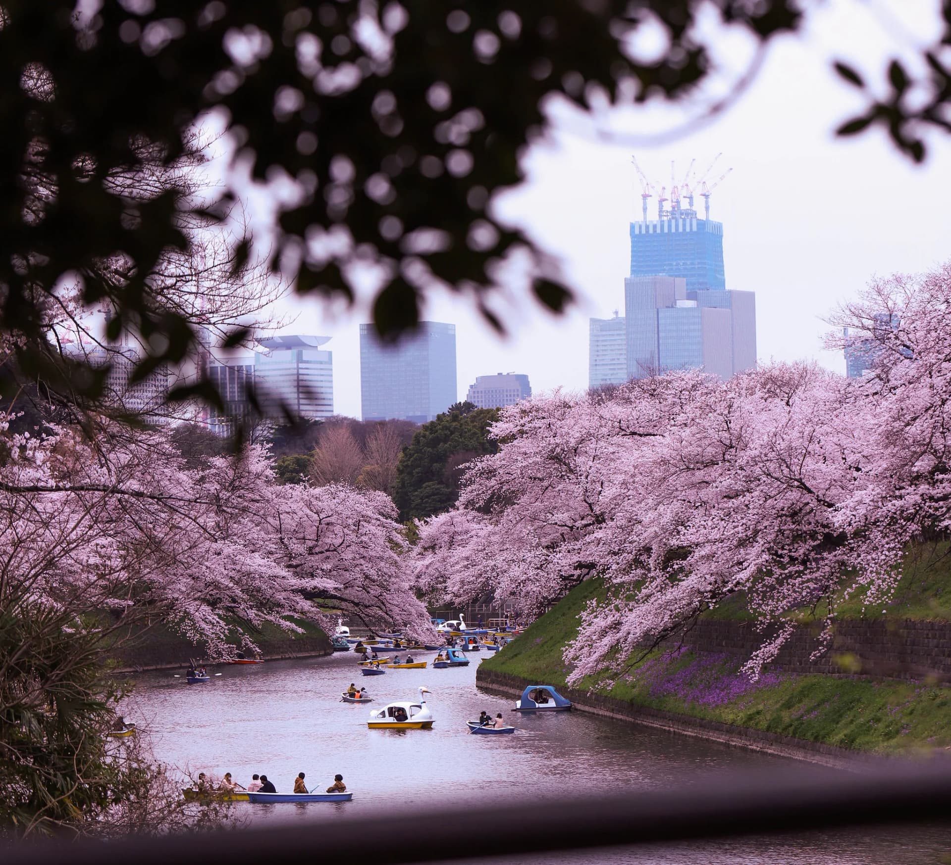 Pink cherry blossoms along a Tokyo moat, with boats on the water and city buildings behind the trees