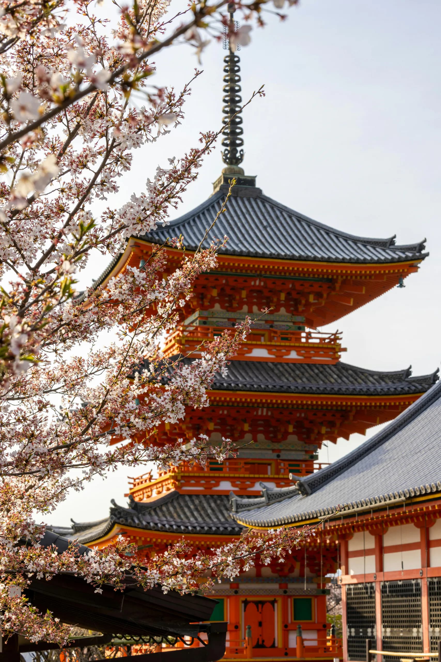 The red pagoda at Kiyomizu-dera framed by pale cherry blossoms